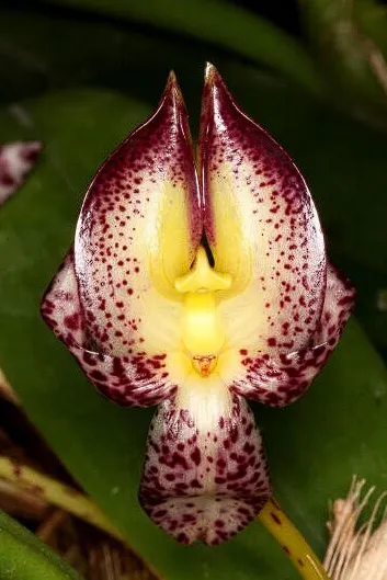 Bulbophyllum macranthum Imagem
