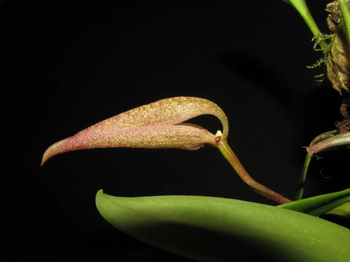 Bulbophyllum  Fraudulentum 