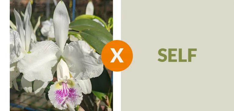 Cattleya lueddemanniana semi-alba x self 