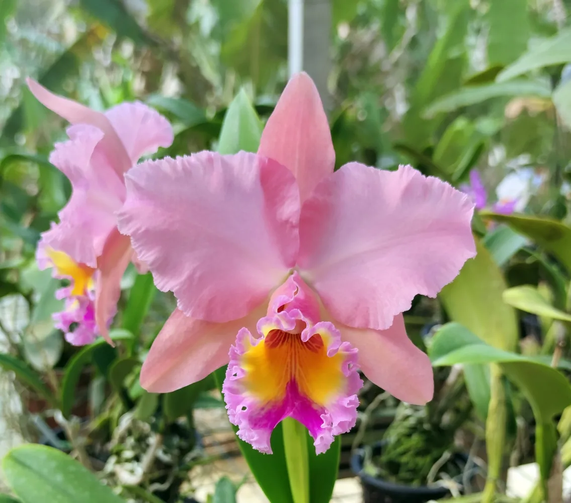 Blc. george king 