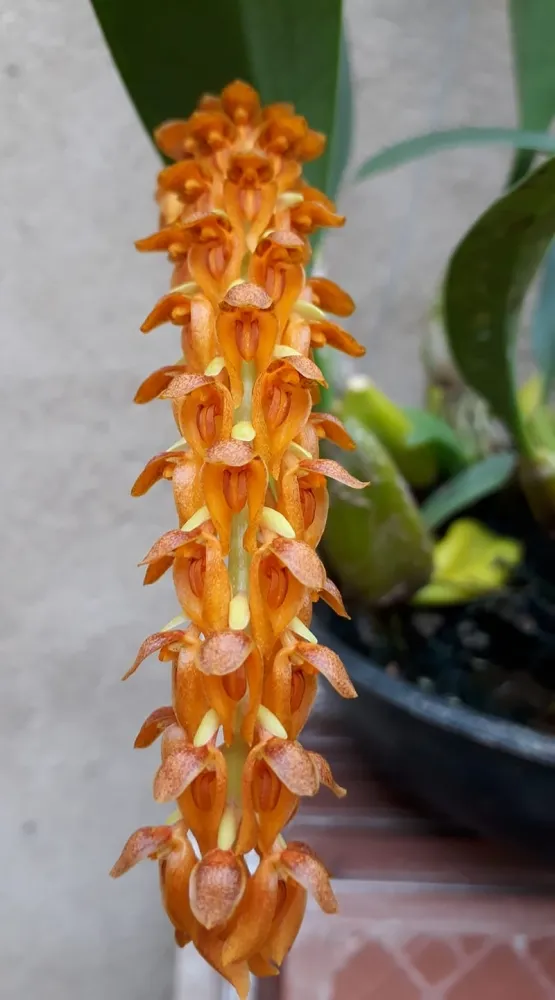 Bulbophyllum elassonotum 