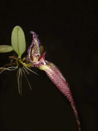 Bulbophyllum Fascinator  Imagem