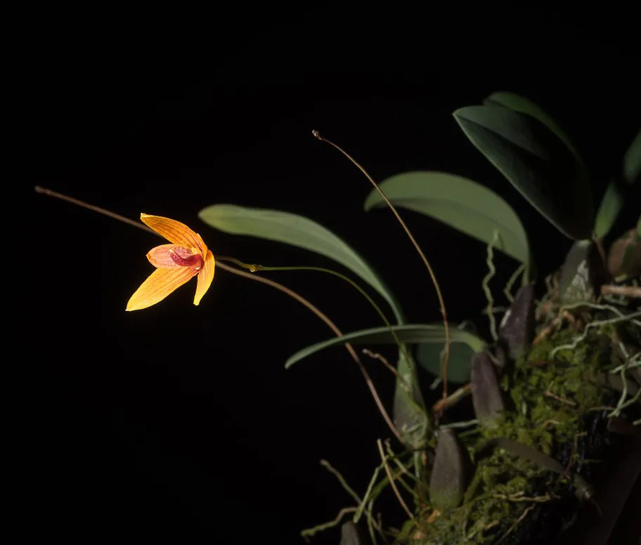 Bulbophyllum pardalotum  Imagem