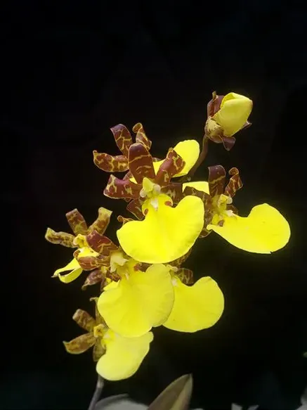 Oncidium splendidum