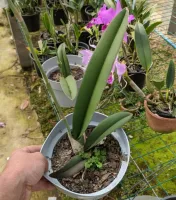 Oncidium splendidum - Foto 2