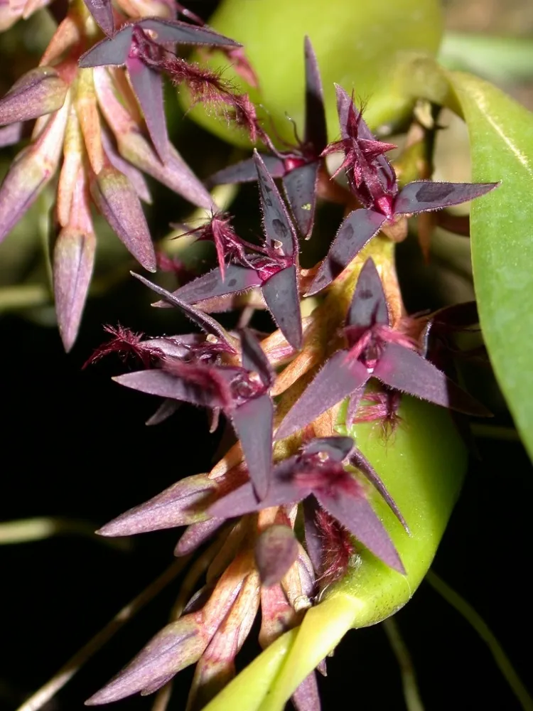 Bulbophyllum Tremulum Imagem