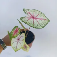 Caladium 'Fantasy' 02 (vaso11)