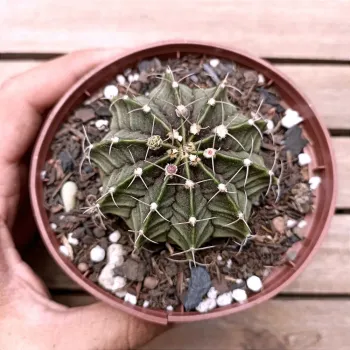Gymnocalycium mihanovichii v. friedrichii (escuro - vaso11) - Foto 2