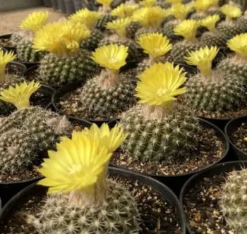 Paródia minuta (vaso11)