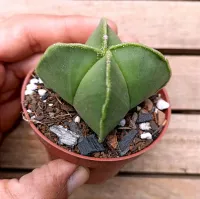 Astrophytum nudum v. quadricostatum (vaso6) - Foto 2