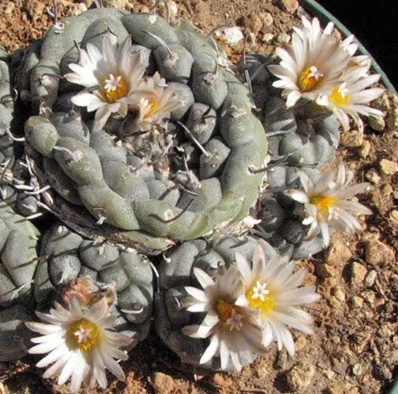 Turbinicarpus jaunergii (vaso7) Imagem