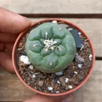 Turbinicarpus jaunergii (vaso7) - Foto 2