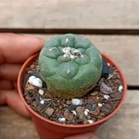 Turbinicarpus jaunergii (vaso7) - Foto 3