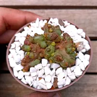 Echinopsis sp. cv. 'Chocolate' (vaso7) - Foto 2