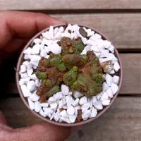 Echinopsis sp. cv. 'Chocolate' (vaso7) - Foto 3