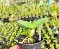  Cattleya Nobilior Liliácea  ( 'Perola' x 'Fernando terra')  - Foto 3