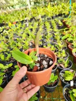 Cattleya Amethystoglossa ( Aurea  x  Aurea 'Vassoural')  - Foto 2