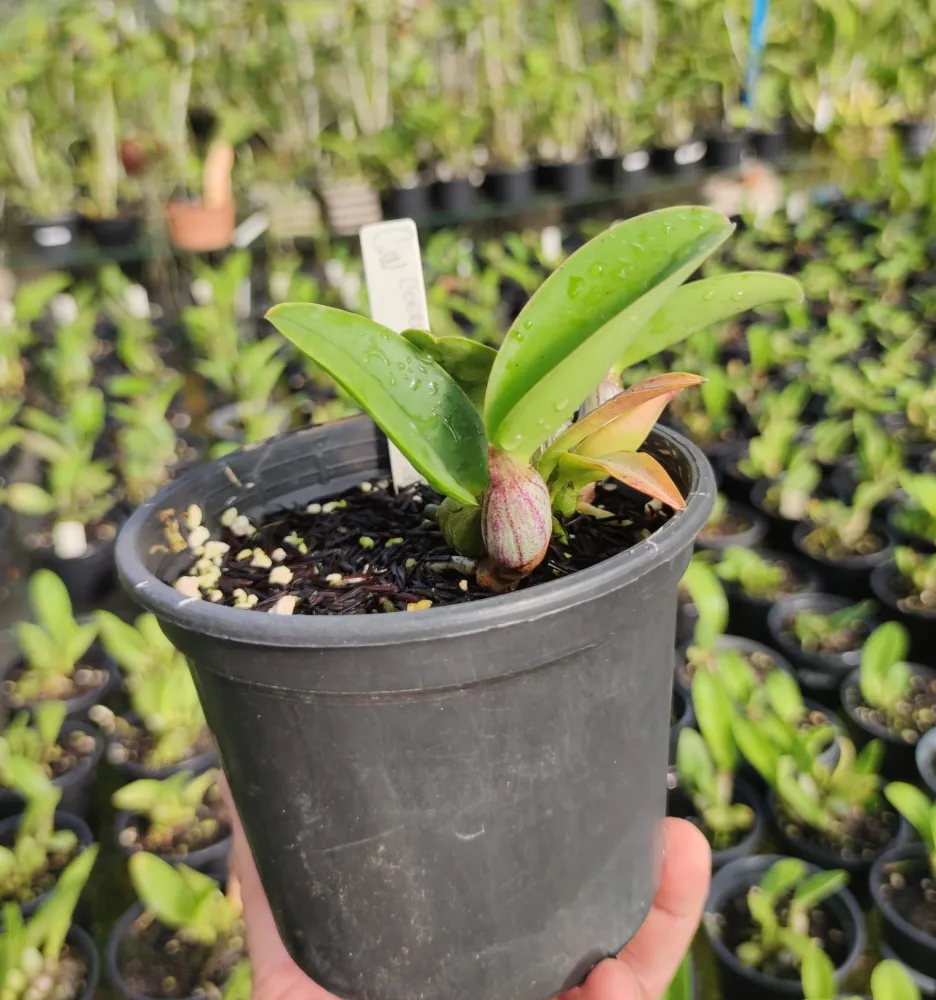 Cattleya Walkeriana ( coerulea 'Miguel Rodrigues'  x Tipo ' Midian Hard')  Imagem