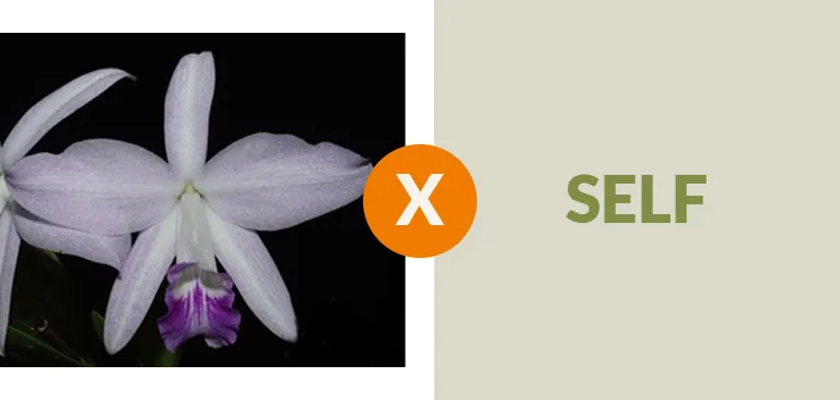 L. sincorana suave  'almost' x self Imagem