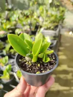 L. sincorana suave  'almost' x self - Foto 2