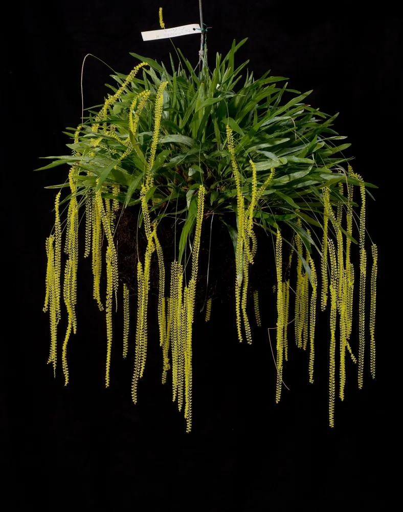 Dendrochilum filiforme
