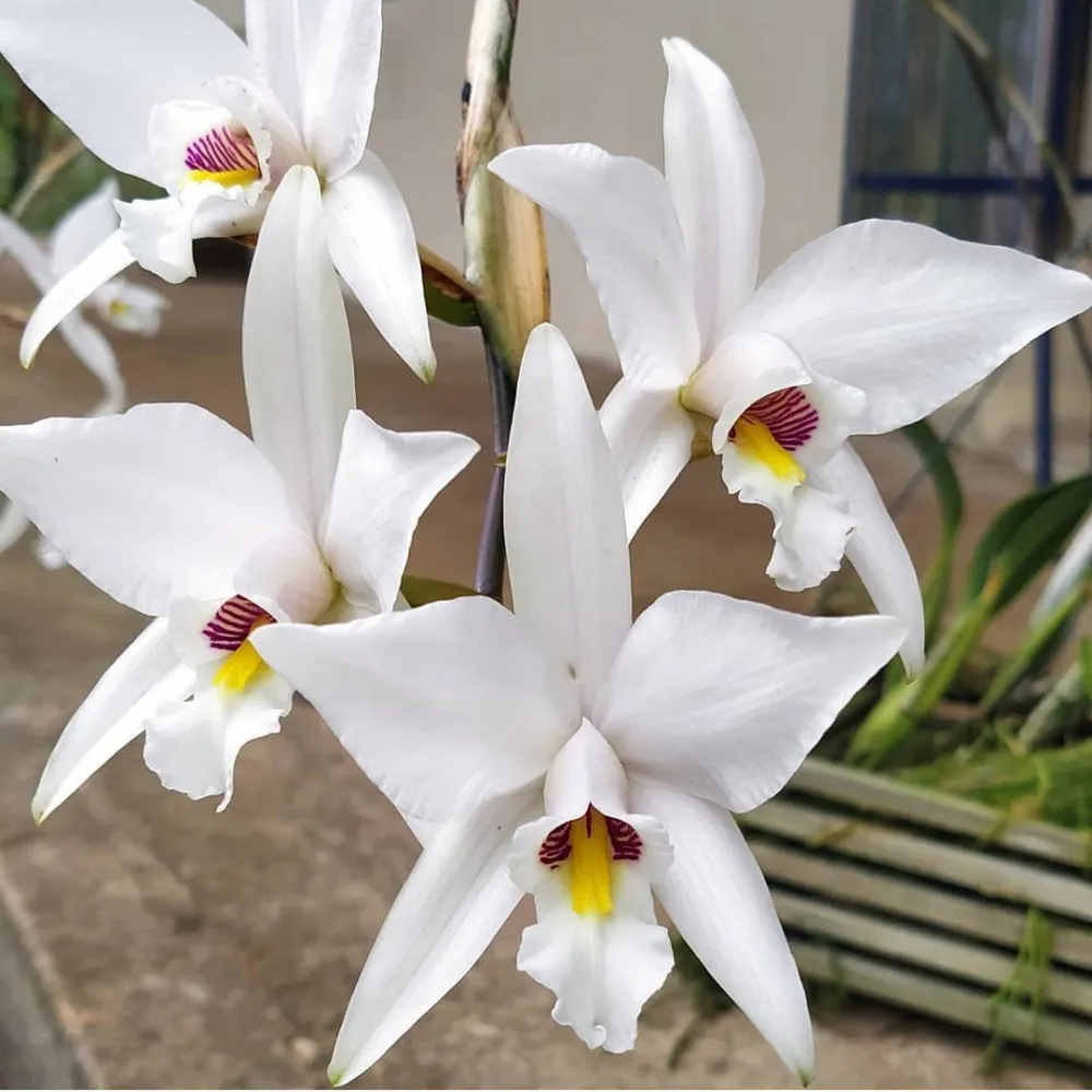  Laelia anceps semia alba 
