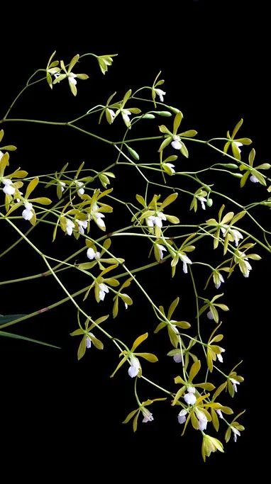 Encyclia tampensis alba