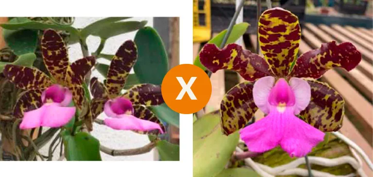 Cattleya Aclandiae  [( Tipo 