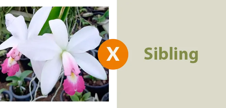 Cattleya Violácea  Carnea x Sibling  ( lote conformado) Imagem