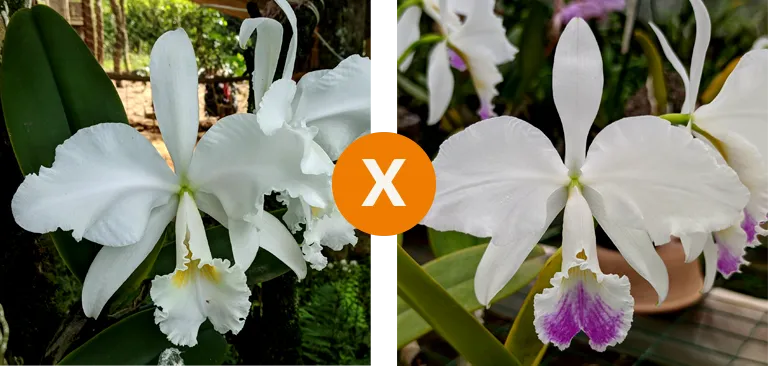 Cattleya Warneri  ( albscens 'Natural' x s/a 'Linear')  Imagem