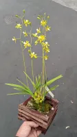 Encyclia tampensis alba - Foto 2