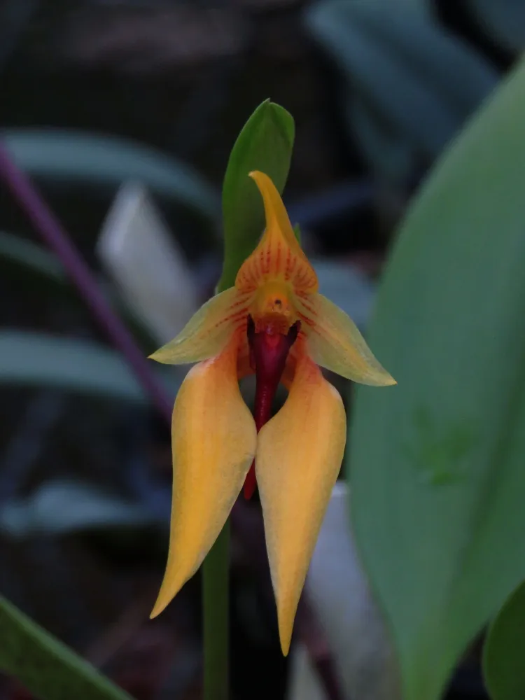 Bulbophyllum  carunculatum Imagem