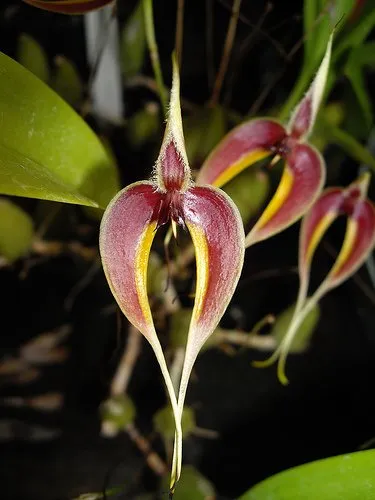 Bulbophyllum blumei  Imagem
