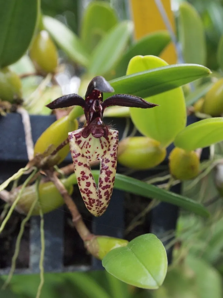Bulbophyllum breviscapum 