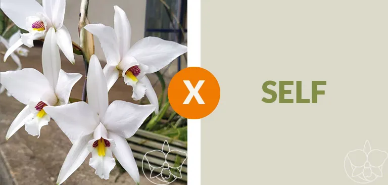 Laelia anceps semi-alba 'Garganta escura' x self  Imagem