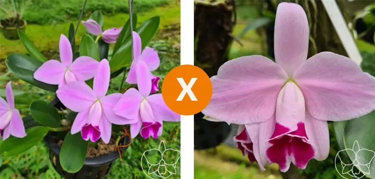 Laelia pumila (