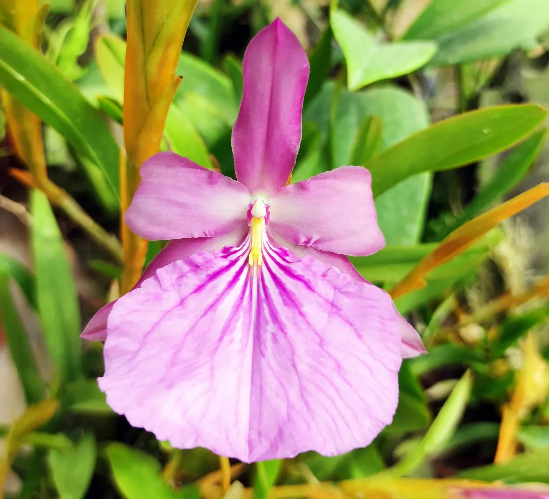 Miltonia moreliana Concolor 