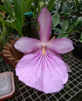 Miltonia moreliana Concolor 'Bruno Ramirez'  - Foto 2