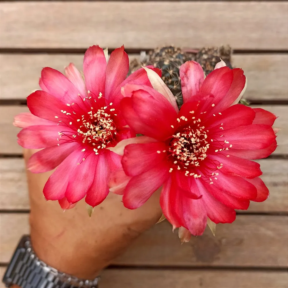 Lobivia (colônia - vaso10)