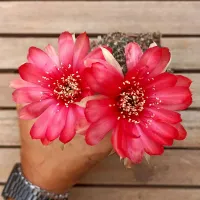 Lobivia (colônia - vaso10)