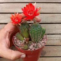 Lobivia (colônia - vaso10) - Foto 2