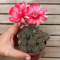 Lobivia (colônia - vaso10) - Foto 3