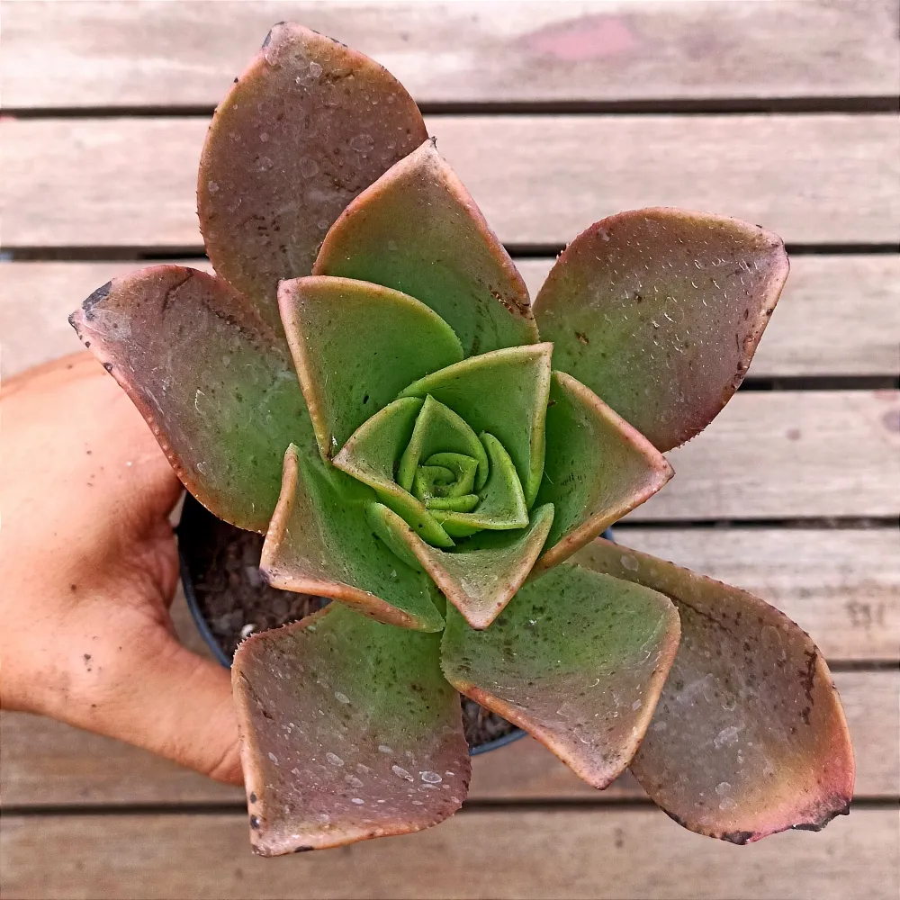 Aeonium nobile (vaso11)
