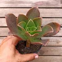 Aeonium nobile (vaso11) - Foto 2
