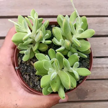 Crassula ausensis (colônia- vaso9)