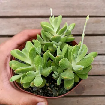 Crassula ausensis (colônia- vaso9) - Foto 2