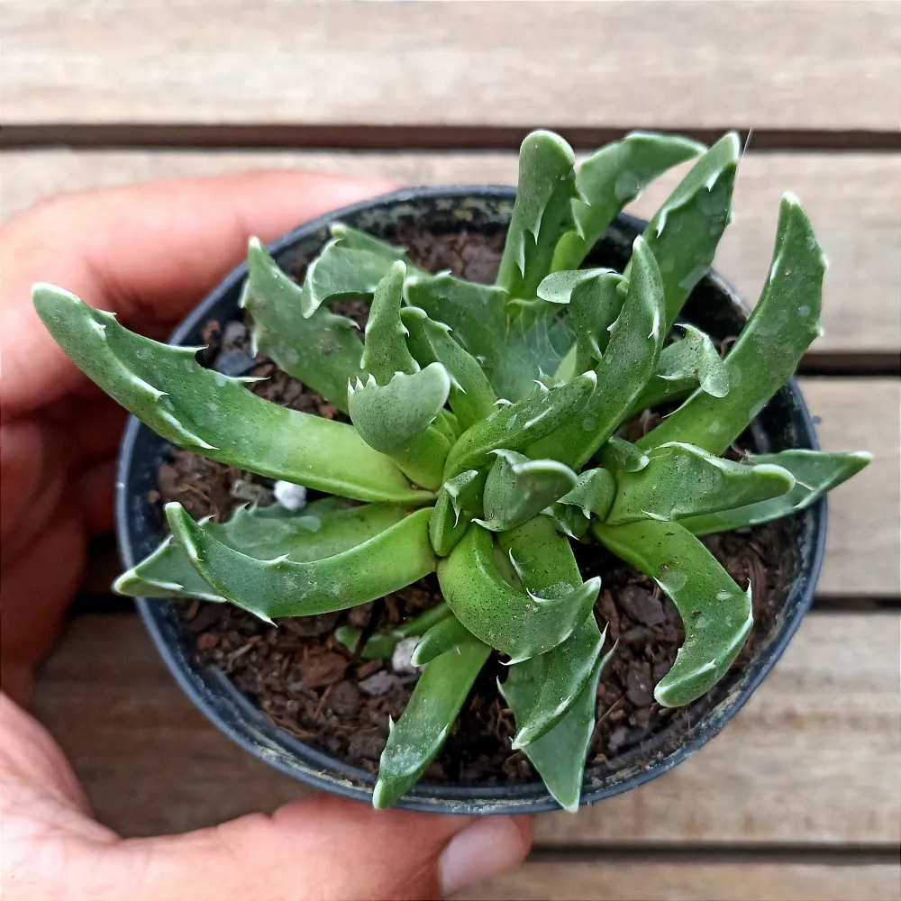 Faucaria paucidens (vaso9)