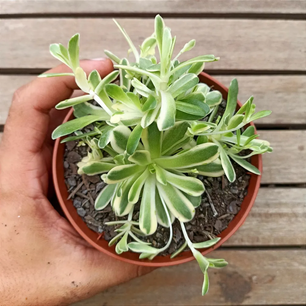 Orostachys malacophylla variegata (vaso11)