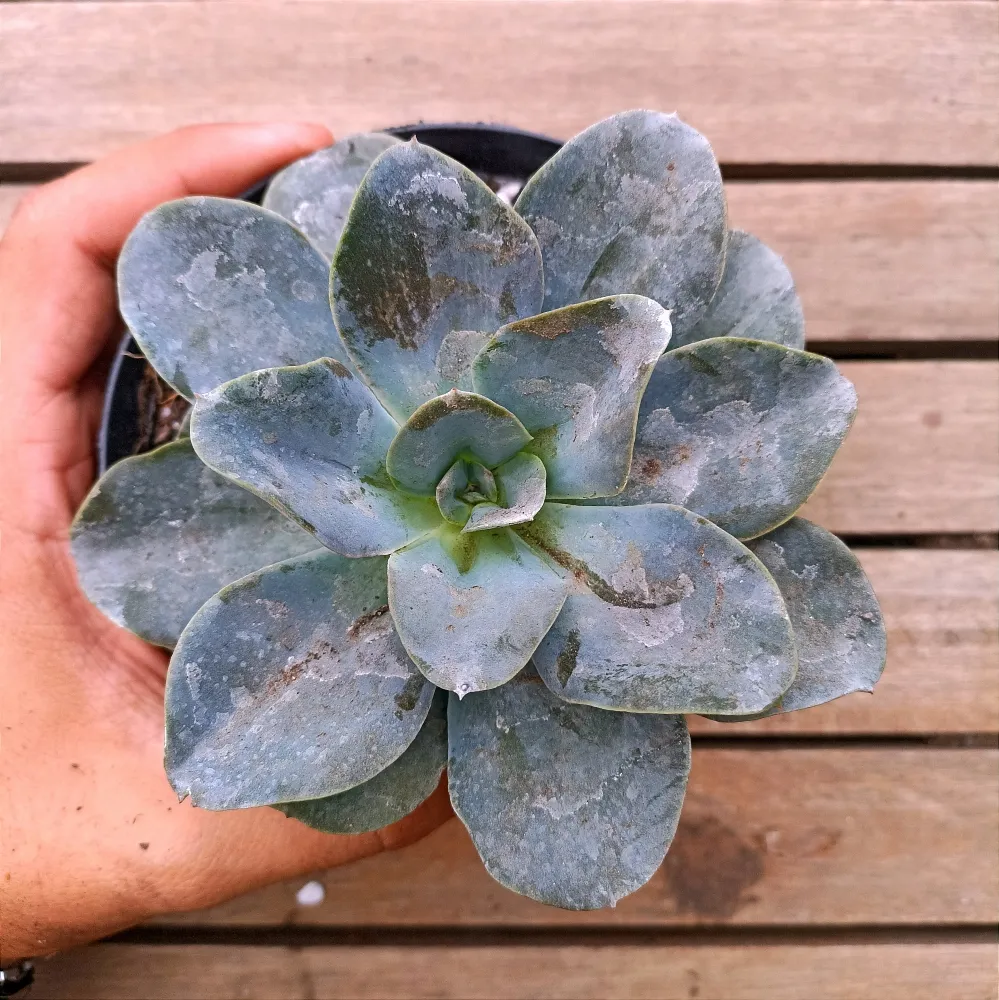 Echeveria 