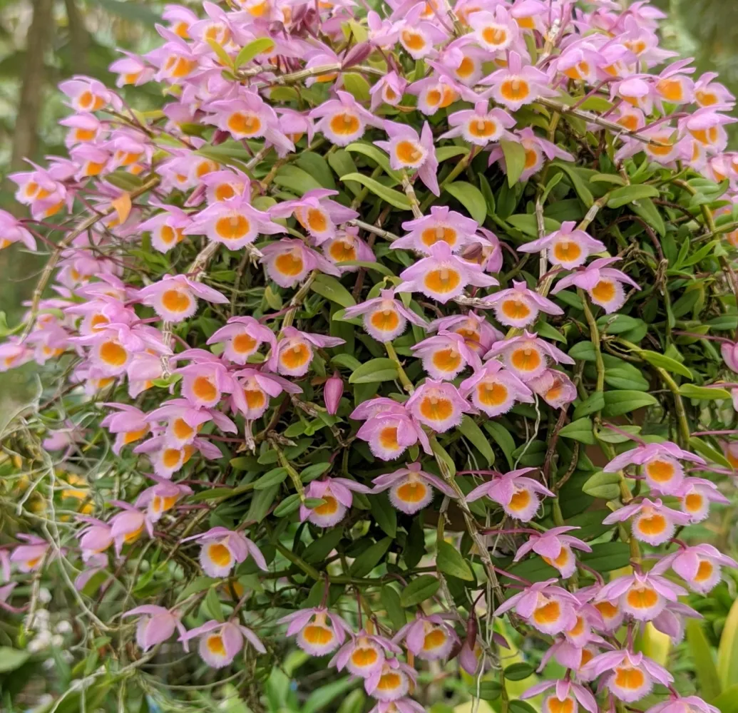 Dendrobium loddigiesii Imagem